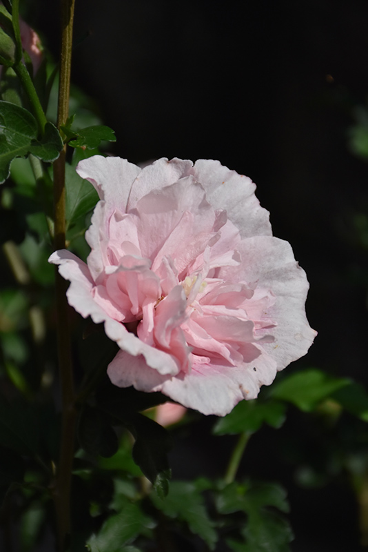 Pink Chiffon Rose of Sharon (Hibiscus syriacus 'JWNWOOD4') at Chalet Nursery