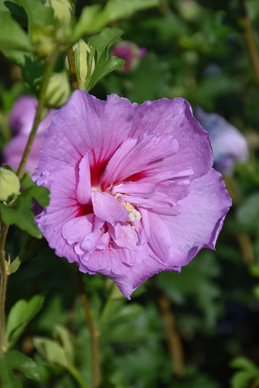 Lavender Chiffon Rose Of Sharon (Hibiscus syriacus 'Notwoodone') at Chalet Nursery