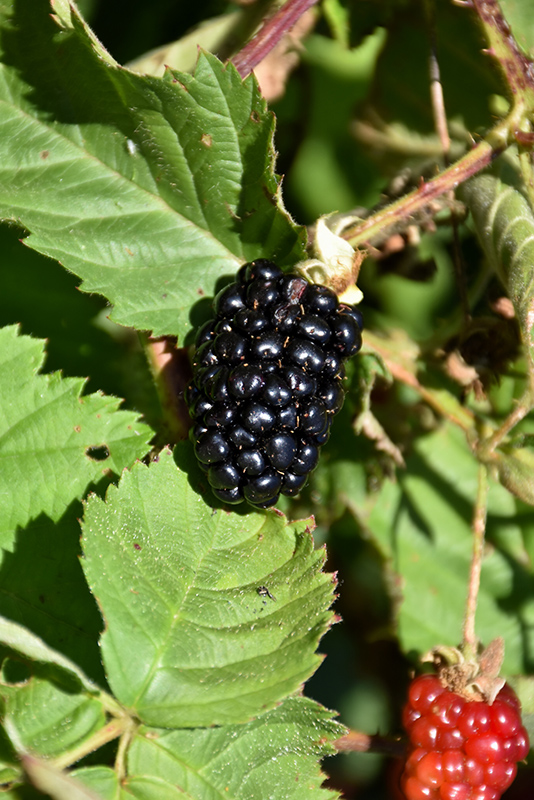 Chester Thornless Blackberry (Rubus 'Chester') at Chalet Nursery