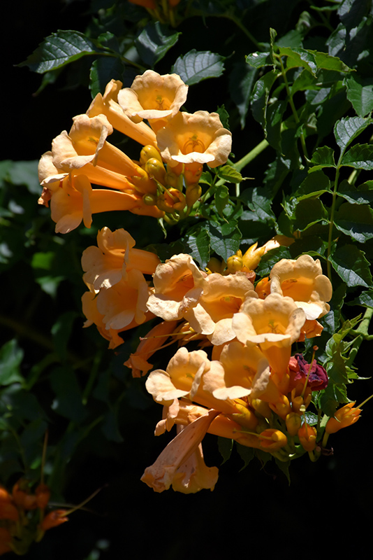 Yellow Trumpetvine (Campsis radicans 'Flava') at Chalet Nursery