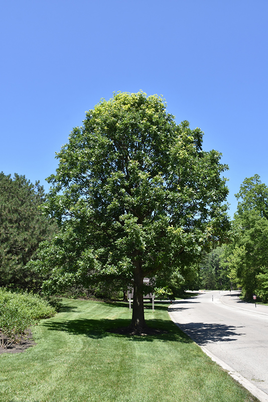 Bur Oak (Quercus macrocarpa) at Chalet Nursery