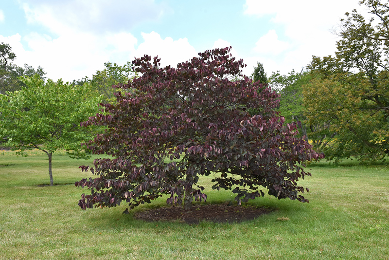 Forest Pansy Redbud (Cercis canadensis 'Forest Pansy') at Chalet Nursery