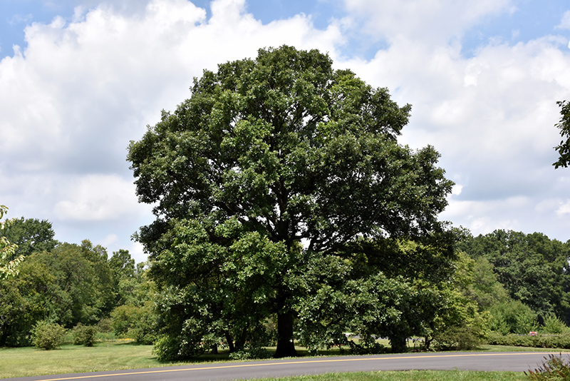 Swamp White Oak (Quercus bicolor) at Chalet Nursery