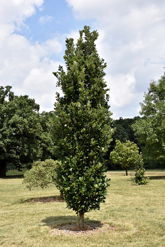 Regal Prince English Oak (Quercus 'Regal Prince') at Chalet Nursery