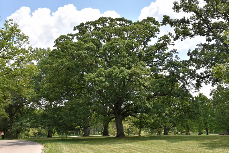 White Oak (Quercus alba) at Chalet Nursery
