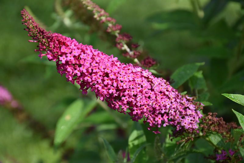 Miss Molly Butterfly Bush (Buddleia 'Miss Molly') at Chalet Nursery