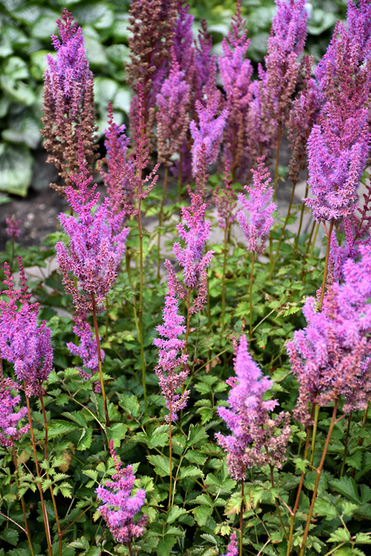 Purple Candles Astilbe (Astilbe chinensis 'Purple Candles') at Chalet Nursery