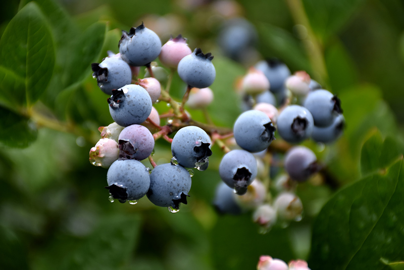 Blue Crop Blueberry (Vaccinium corymbosum 'Bluecrop') at Chalet Nursery