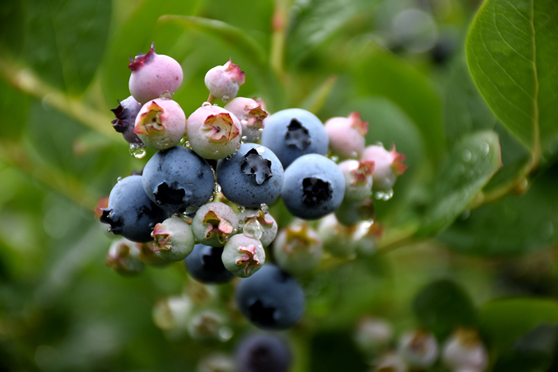 Top Hat Blueberry (Vaccinium corymbosum 'Top Hat') at Chalet Nursery