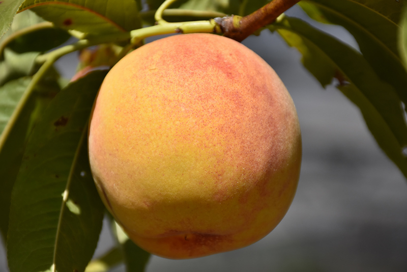 Reliance Peach (Prunus persica 'Reliance') at Chalet Nursery