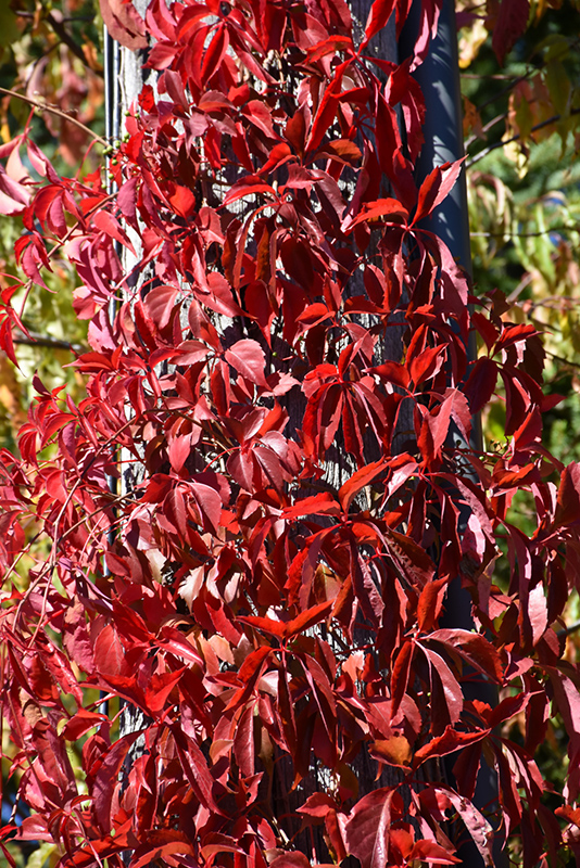 Red Wall Virginia Creeper (Parthenocissus quinquefolia 'Troki') at Chalet Nursery