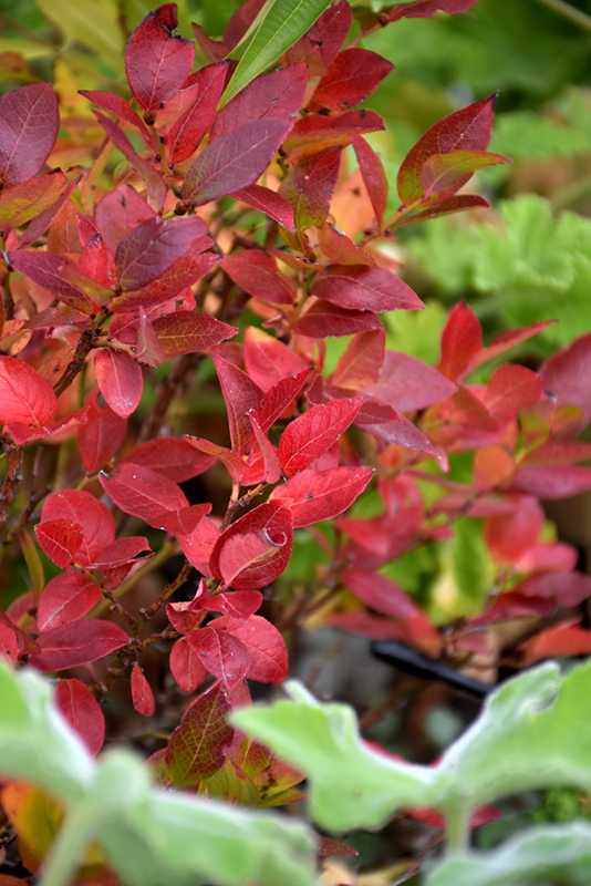 Jelly Bean Blueberry (Vaccinium 'ZF06-179') at Chalet Nursery