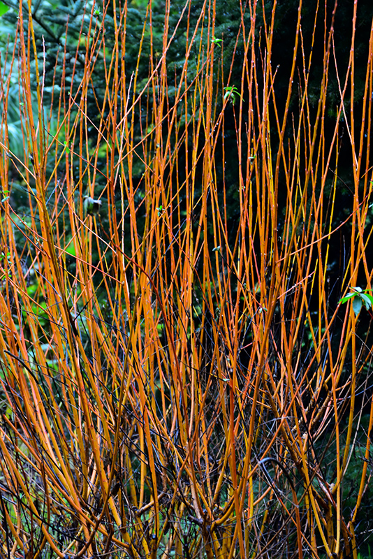 Flame Willow (Salix 'Flame') at Chalet Nursery
