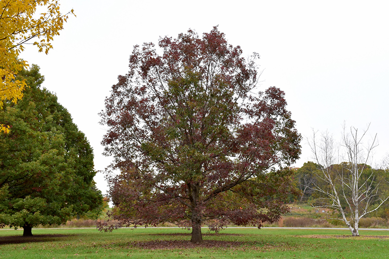 White Oak (Quercus alba) at Chalet Nursery