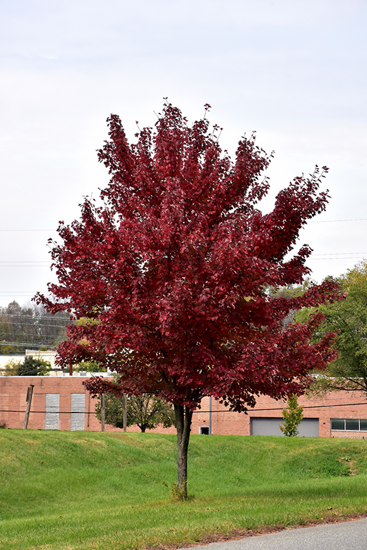 Brandywine Red Maple (Acer rubrum 'Brandywine') at Chalet Nursery