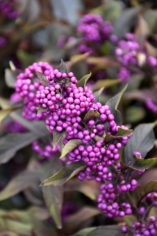 Pearl Glam Beautyberry (Callicarpa 'NCCX2') at Chalet Nursery