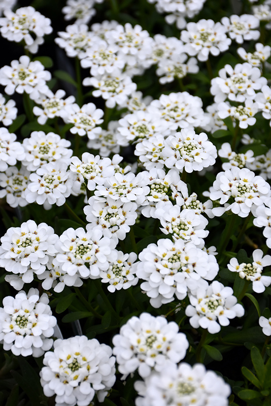 Purity Candytuft (Iberis sempervirens 'Purity') at Chalet Nursery