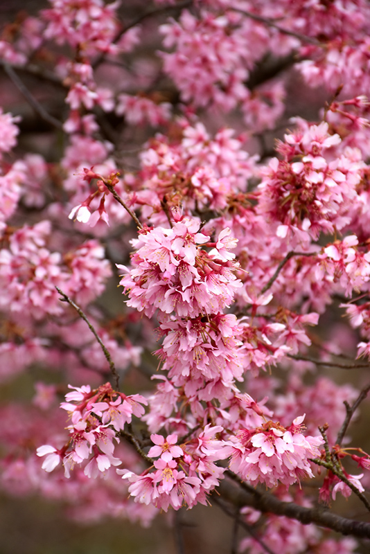 Okame Flowering Cherry (Prunus 'Okame') at Chalet Nursery