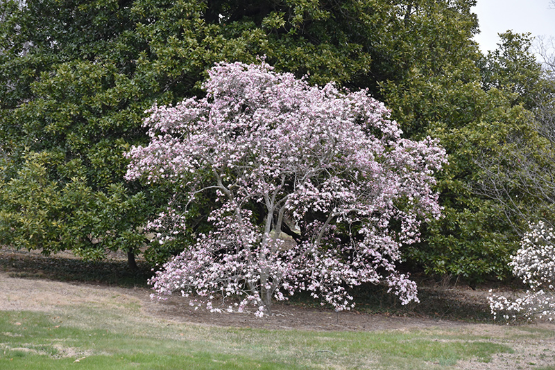 Leonard Messel Magnolia (Magnolia x loebneri 'Leonard Messel') at Chalet Nursery