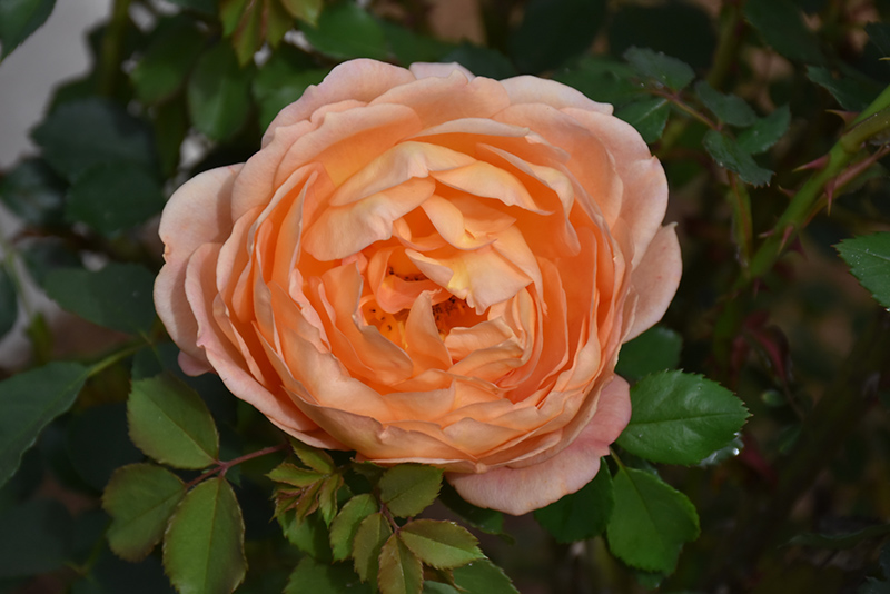 Lady Of Shalott Rose (Rosa 'Ausnyson') at Chalet Nursery