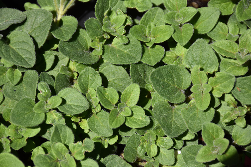 Hot And Spicy Oregano (Origanum 'Hot And Spicy') at Chalet Nursery