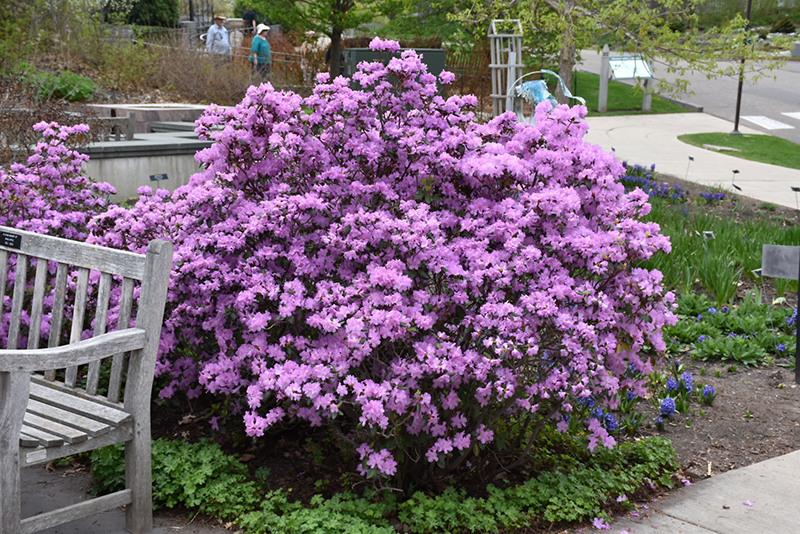 P.J.M. Rhododendron (Rhododendron 'P.J.M.') at Chalet Nursery