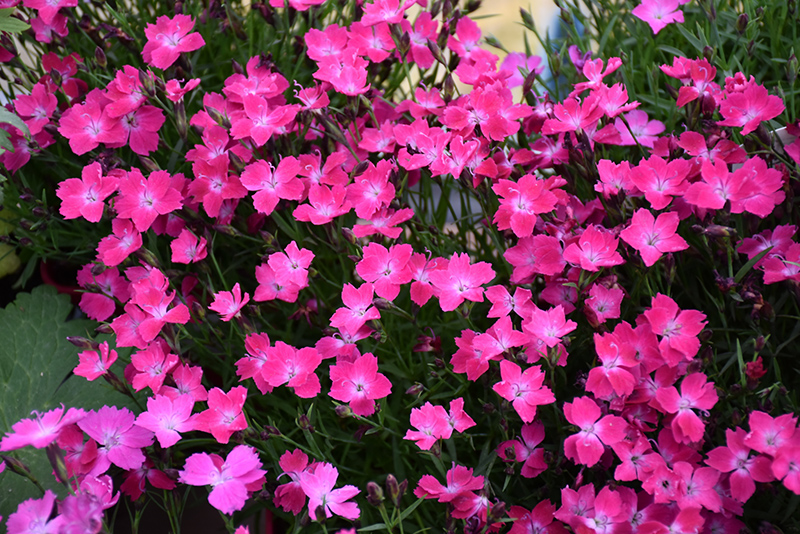 Kahori Pink Pinks (Dianthus 'Kahori Pink') at Chalet Nursery