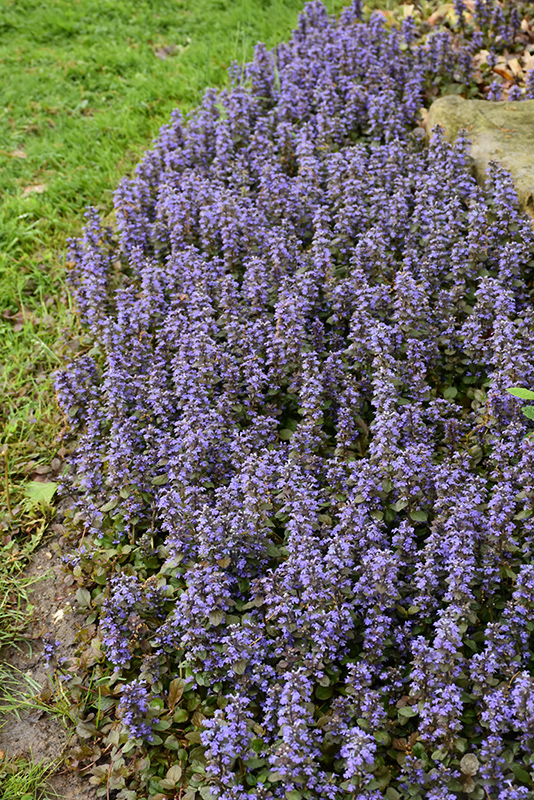 Caitlin's Giant Bugleweed (Ajuga reptans 'Caitlin's Giant') at Chalet Nursery