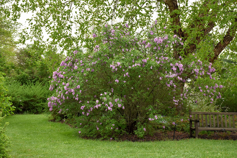 Persian Lilac (Syringa x persica) at Chalet Nursery