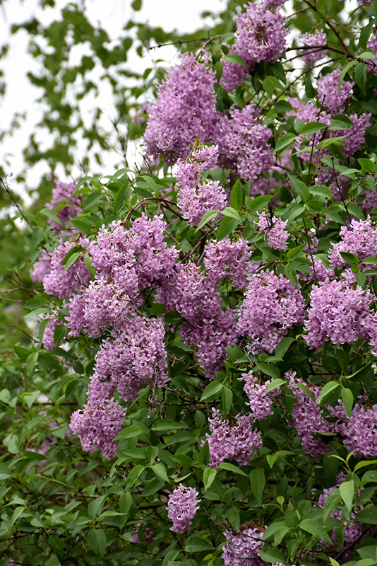 Persian Lilac (Syringa x persica) at Chalet Nursery