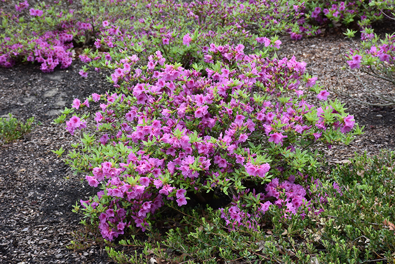 Herbert Azalea (Rhododendron 'Herbert') at Chalet Nursery