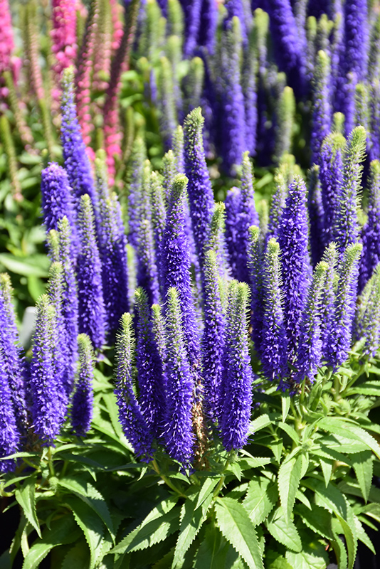 Royal Candles Speedwell (Veronica spicata 'Royal Candles') at Chalet Nursery