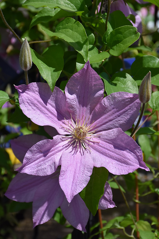 Sally Clematis (Clematis 'Evipo077') at Chalet Nursery