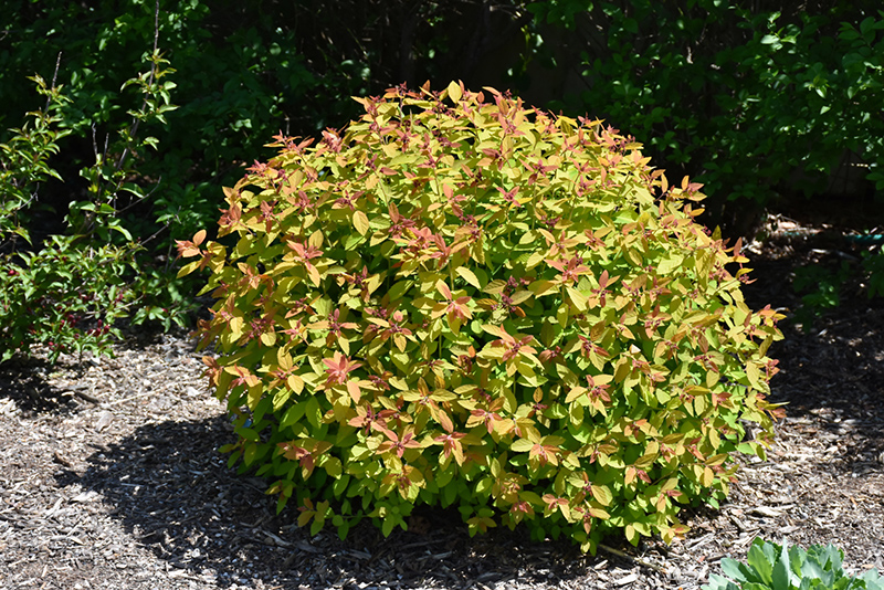 Double Play Candy Corn Spirea (Spiraea japonica 'NCSX1') at Chalet Nursery