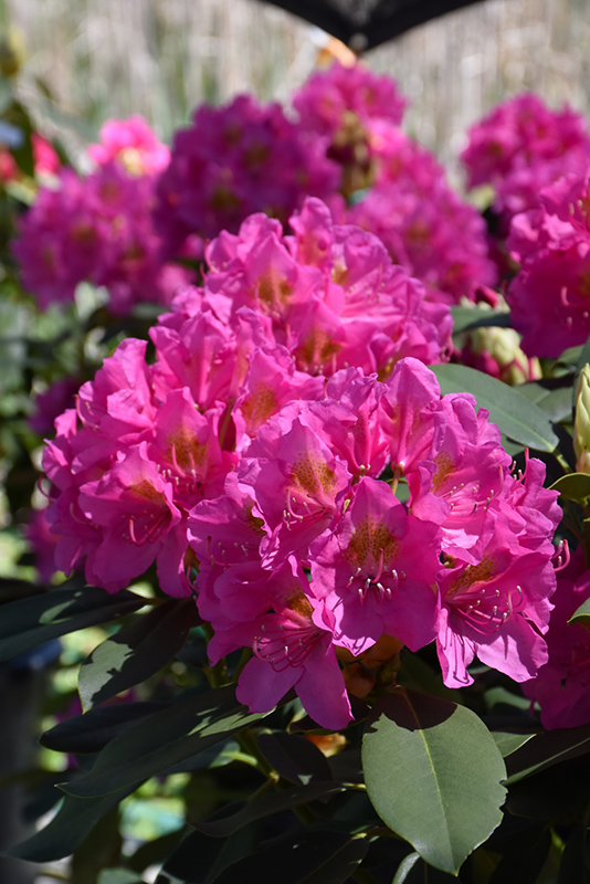 Spring Dawn Rhododendron (Rhododendron 'Spring Dawn') at Chalet Nursery