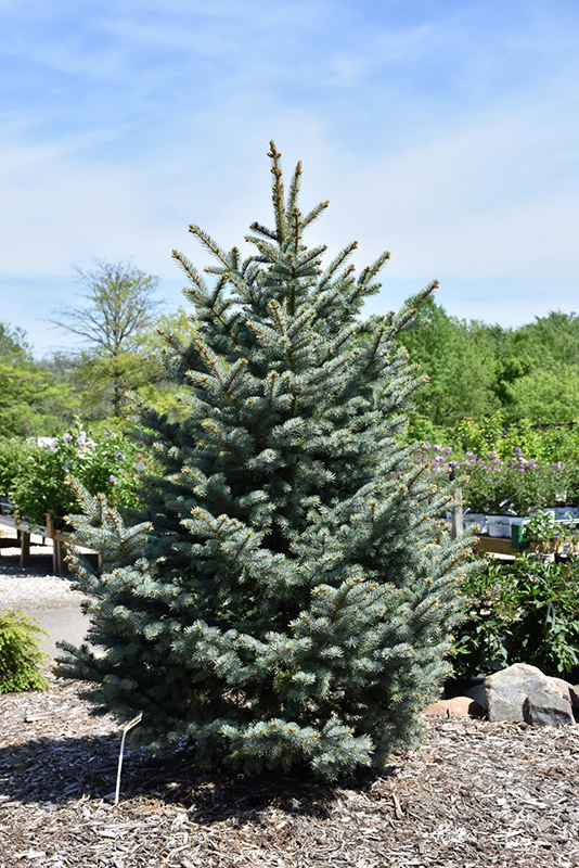 Bakeri Blue Spruce (Picea pungens 'Bakeri') at Chalet Nursery