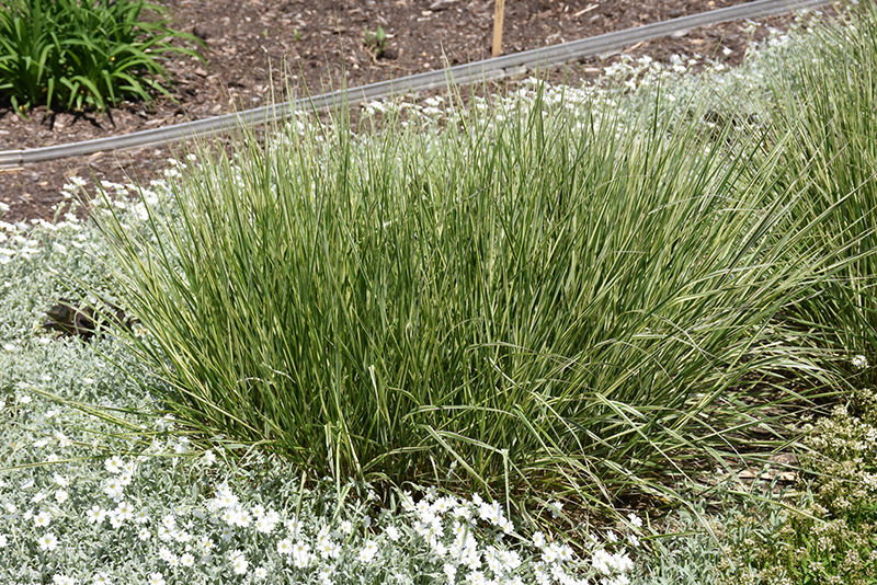 Variegated Reed Grass (Calamagrostis x acutiflora 'Overdam') at Chalet Nursery