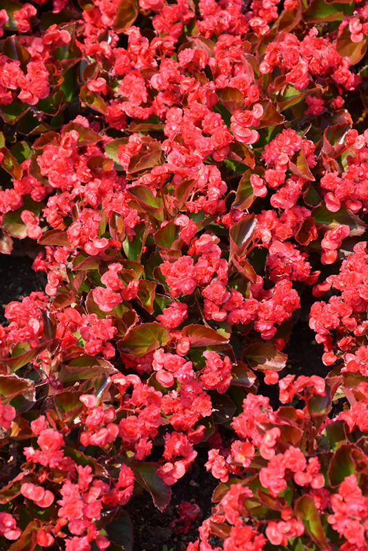 Doublet Red Begonia (Begonia 'Doublet Red') at Chalet Nursery