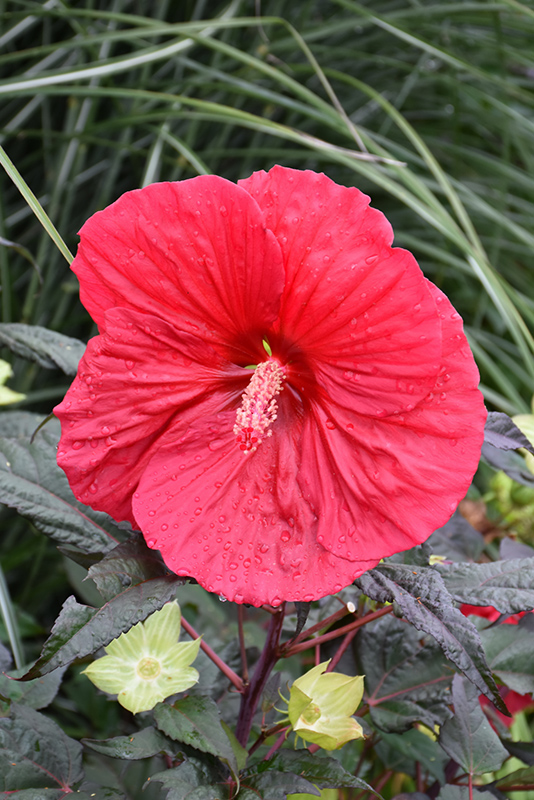 Mars Madness Hibiscus (Hibiscus 'Mars Madness') at Chalet Nursery