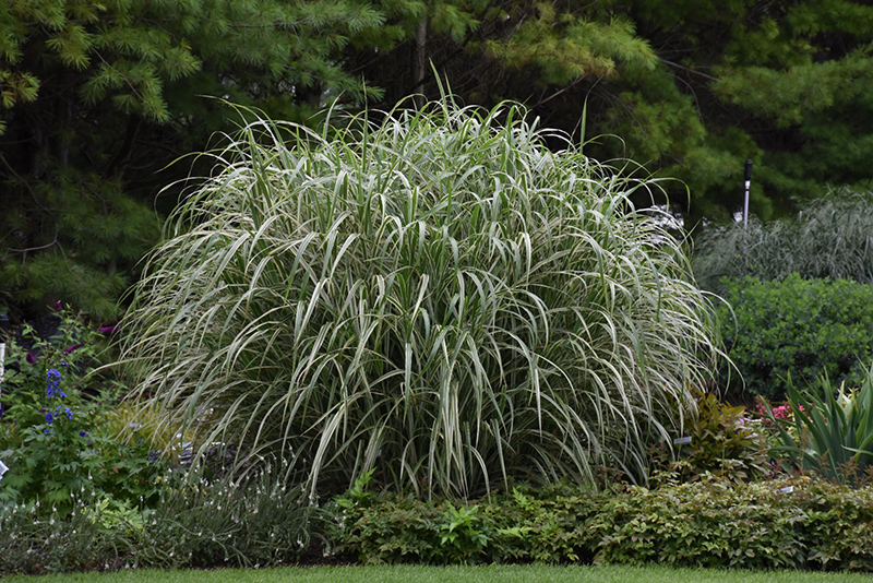 Cosmopolitan Maiden Grass (Miscanthus sinensis 'Cosmopolitan') at Chalet Nursery