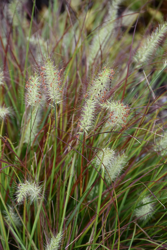 Burgundy Bunny Dwarf Fountain Grass (Pennisetum alopecuroides 'Burgundy Bunny') at Chalet Nursery