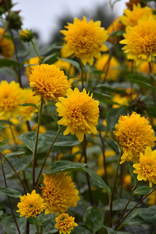 Sunshine Daydream Sunflower (Helianthus 'Sunshine Daydream') at Chalet Nursery