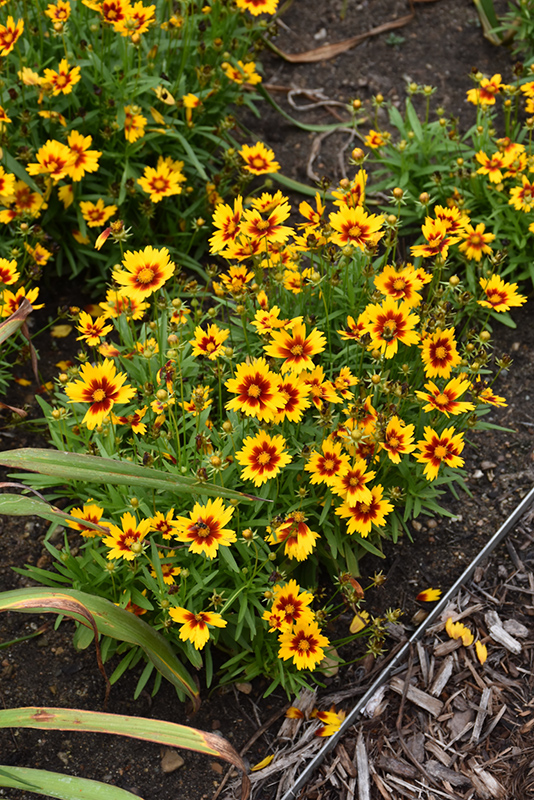 UpTick Gold and Bronze Tickseed (Coreopsis 'Baluptgonz') at Chalet Nursery