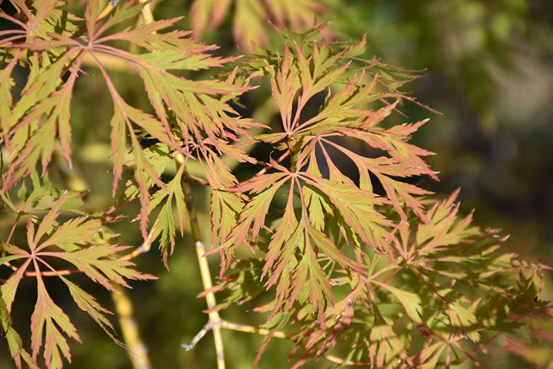 Ice Dragon Maple (Acer 'IsliD') at Chalet Nursery