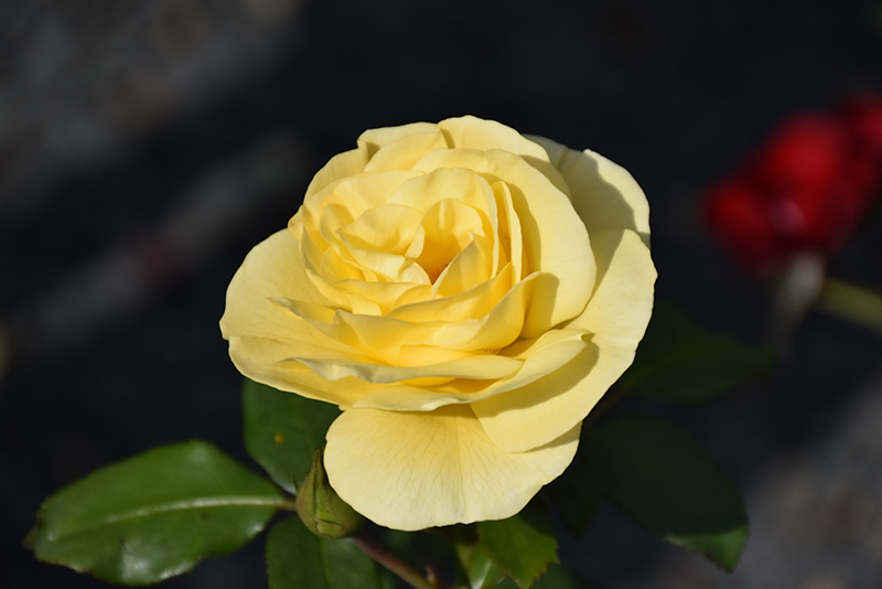 High Voltage Rose (Rosa 'BAIage') at Chalet Nursery