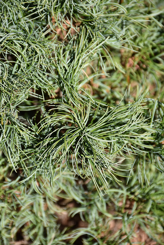 Green Twist White Pine (Pinus strobus 'Green Twist') at Chalet Nursery