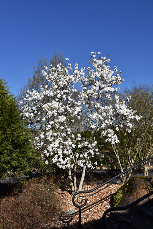 Royal Star Magnolia (Magnolia stellata 'Royal Star') at Chalet Nursery