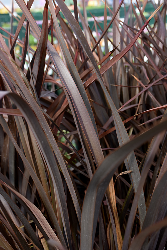 Amazing Red New Zealand Flax (Phormium 'Amazing Red') at Chalet Nursery