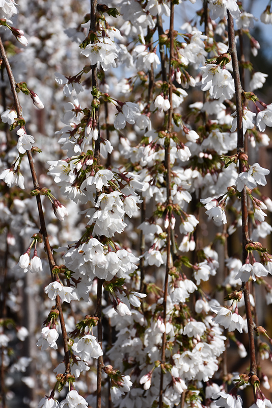Snow Fountains Weeping Cherry (Prunus 'Snow Fountains') at Chalet Nursery