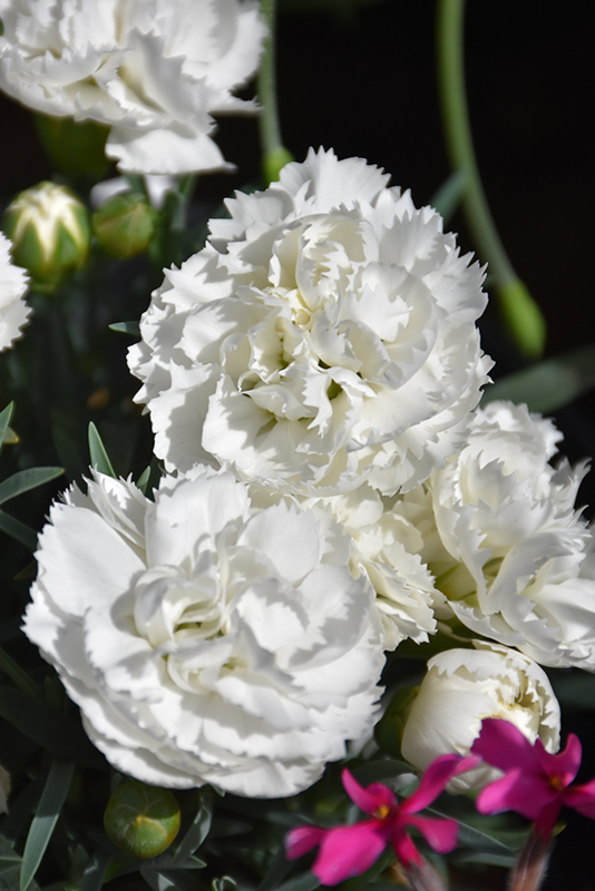 Early Bird Frosty Pinks (Dianthus 'Wp10 Ven06') at Chalet Nursery